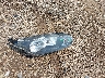 NM0LS7E74J1****** Destrozados 2018 Ford Transit Connect en Estado de Illinois