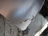 1LNHM81W33Y****** Salvage 2003 Lincoln Town Car in Ohio State