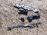 SAJBL4GX1MC****** Wrecked 2021 Jaguar XF in Kansas State
