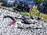 5GAEVAKW8KJ****** Wrecked 2019 Buick Enclave in West Virginia State