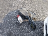 5NPE34ABXHH****** Wrecked 2017 Hyundai Sonata in Florida State