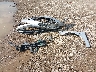 1G4ZP5SS8HU****** Wrecked 2017 Buick LaCrosse in Ohio State