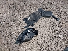 1C4RJKAGXP8****** Wrecked 2023 Jeep Grand Cherokee Limited in Montana State