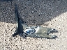 4T1BK1FK1CU****** Wrecked 2012 Toyota Camry in California State