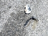 KNAFE122755****** Destrozados 2005 Kia Spectra en Estado de California