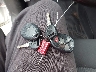 1GNKVJED5BJ****** Salvage 2011 Chevrolet Traverse in Massachusetts State