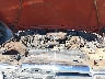 J9A15NN0***** Repairable 1979 Jeep Wagoneer in Seattle