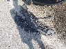 JM1GJ1V57G1****** Salvage 2016 Mazda 6 in Louisiana State