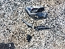 1FM5K8D80HG****** Destrozados 2017 Ford Explorer en Estado de Washington