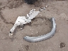 JT3HN87R8W9****** Wrecked 1998 Toyota 4Runner in New York State