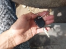 1FTPX14V57F****** Salvage 2007 Ford F-150 in South Dakota State