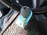 1J4FA24139L****** Salvage 2009 Jeep Wrangler in North Carolina State