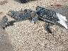 KMHD74LF3KU****** Wrecked 2019 Hyundai Elantra in Texas State