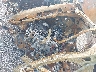 3C6UR5CJ9NG****** Repairable 2022 RAM 2500 in Austin