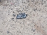 JM1TA2218T1****** Wrecked 1996 Mazda Millenia in Georgia State