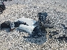 5FNYF5H65KB****** Destrozados 2019 Honda Pilot en Estado de Florida