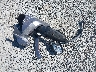 1FMCU94197K****** Destrozados 2007 Ford Escape en Estado de Washington