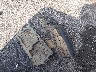 1HFVE0816P4****** Wrecked 2023 Honda SXS1000M (Pioneer 1000) in Mississippi State