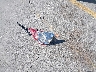 3N1BC1CP5AL****** Wrecked 2010 Nissan Versa in California State