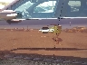 5XYKW4A23BG****** Salvage and Repairable 2011 Kia Sorento in Texas State
