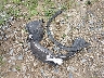 2HKRM4H36EH****** Destrozados 2014 Honda CR-V en Estado de Massachusetts