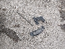 1GCCS1947WK****** Wrecked 1998 Chevrolet S-10 in Iowa State