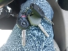 4S4BRBGCXB3****** Salvage 2011 Subaru Outback in North Carolina State