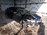 19XFB2F88EE****** Salvage and Wrecked 2014 Honda Civic in Shreveport