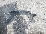 1J4PN5GK5AW****** Wrecked 2010 Jeep Liberty in Florida State