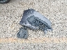 19XFC2F55HE****** Wrecked 2017 Honda Civic in Kansas State