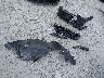 JTHCM1D21H5****** Wrecked 2017 Lexus IS 300 in Ohio State