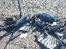 3VVRB7AX4RM****** Wrecked 2024 Volkswagen Tiguan in California State