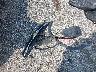 3GNCJKSB6KL****** Wrecked 2019 Chevrolet Trax in New Jersey State