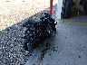 RFVJFJ102T1****** Salvage and Wrecked 2026 Genuine Scooter Buddy Kick in Louisiana State