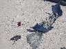 3KPF54AD3RE****** Wrecked 2024 Kia Forte in Texas State