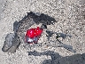 3TMCZ5AN5MM****** Wrecked 2021 Toyota Tacoma in Massachusetts State