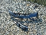 2HKRM4H30GH****** Destrozados 2016 Honda CR-V en Estado de Virginia