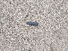 5N1DR2MM7HC****** Wrecked 2017 Nissan Pathfinder in Minnesota State