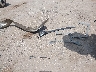1D8GP24R06B****** Wrecked 2006 Dodge Grand Caravan in Texas State