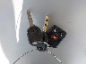 1FTPX14514N****** Salvamento 2004 Ford F-150 en Estado de Washington
