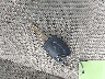 1FADP3F26DL****** Salvage 2013 Ford Focus in Florida State