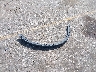 1FMDE8BH5SL****** Wrecked 2025 Ford Bronco in Texas State