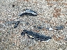 1G1BE5SM5J7****** Wrecked 2018 Chevrolet Cruze in Ohio State