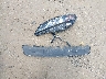 1FADP3J23HL****** Wrecked 2017 Ford Focus in Ohio State