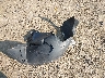 KL7CJRSB6FB****** Wrecked 2015 Chevrolet Trax in Ohio State