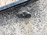 7NRBF2022TF****** Wrecked 2026 Utility Trailer Manufacturer Other