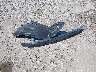 4S4BRDLC9E2****** Wrecked 2014 Subaru Outback in Ohio State