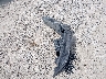 1J4BA5H14BL****** Wrecked 2011 Jeep Wrangler in Ohio State