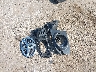 4T1BE46K07U****** Wrecked 2007 Toyota Camry in Indiana State