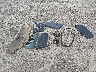 5J6YH28655L****** Salvage 2005 Honda Element in Georgia State